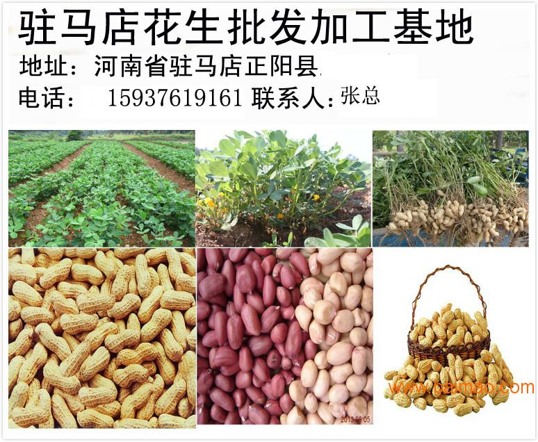 花生米最新批发价格,花生米最新批发价格动态分析